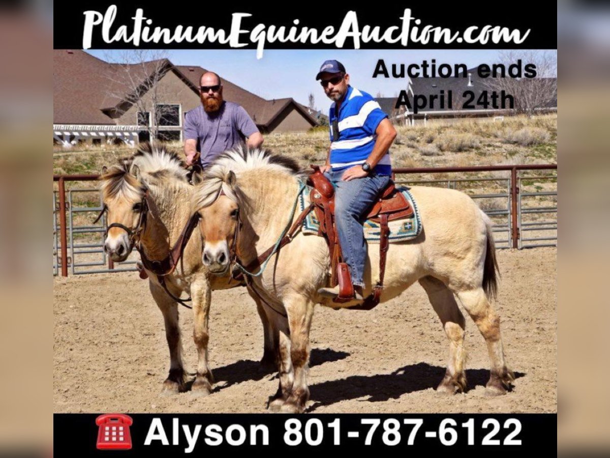 Chevaux fjord Hongre 15 Ans 150 cm Buckskin in Lehi UT