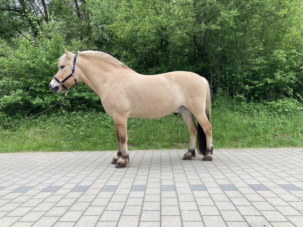 Chevaux fjord Hongre 15 Ans 150 cm Isabelle in Lauf A. D. Pegnitz