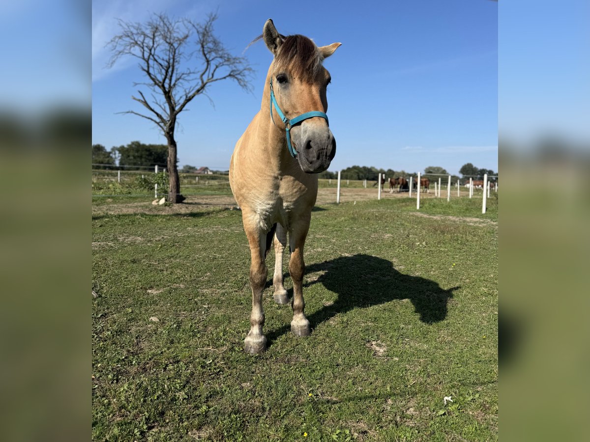 Chevaux fjord Hongre 15 Ans 155 cm Alezan dun in P&#x142;ock