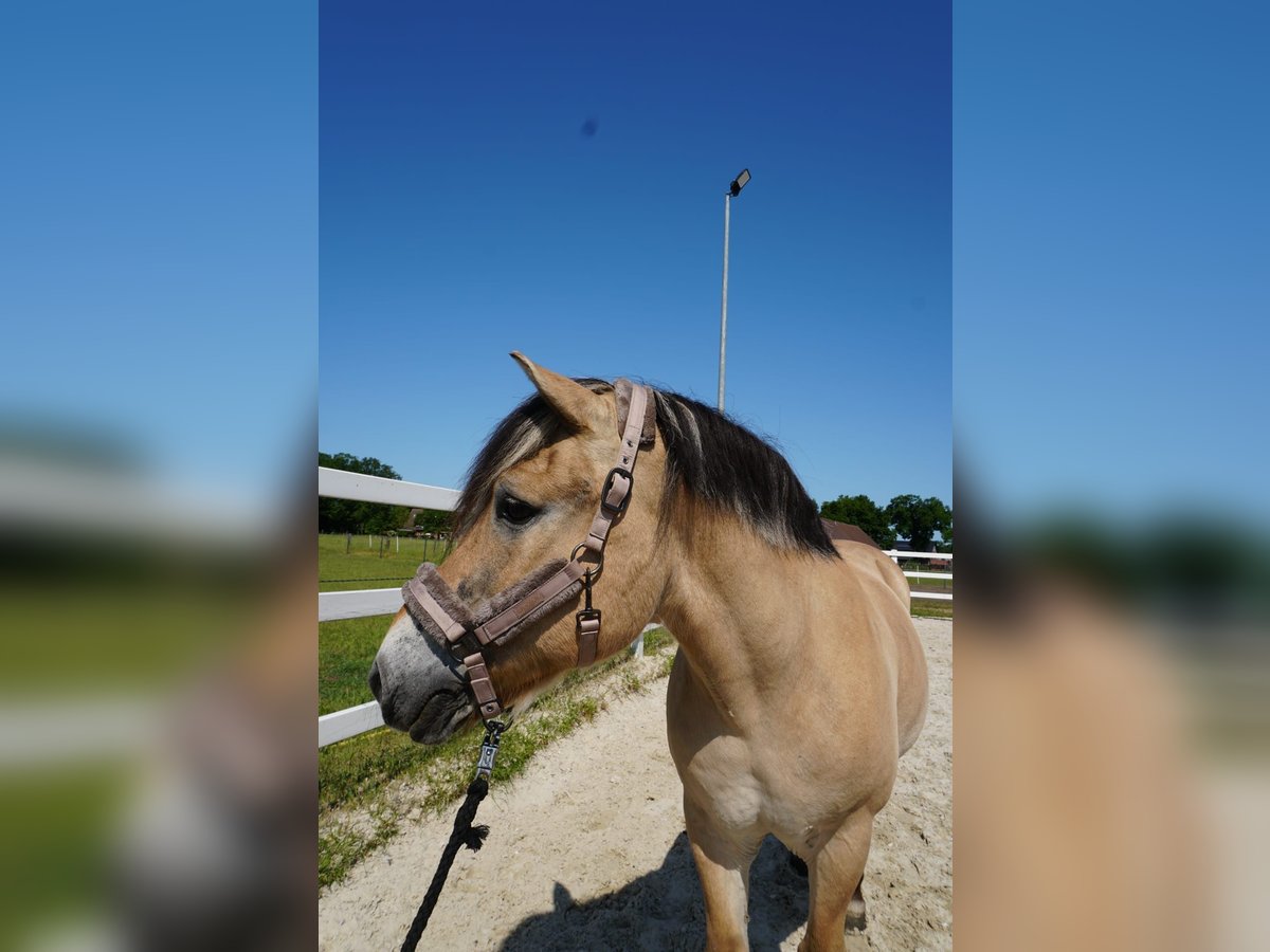 Chevaux fjord Hongre 16 Ans 147 cm Isabelle in Hörstel