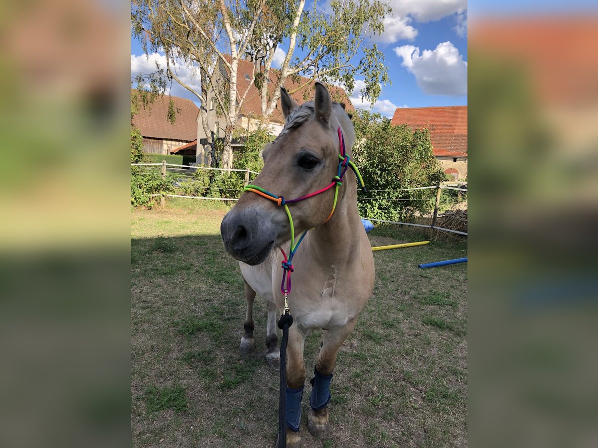 Chevaux fjord Hongre 19 Ans 147 cm Isabelle in Vaihingen an der Enz