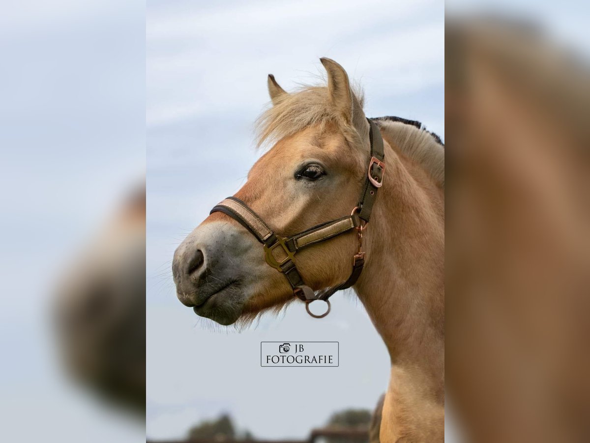 Chevaux fjord Hongre 2 Ans 145 cm in Brunssum