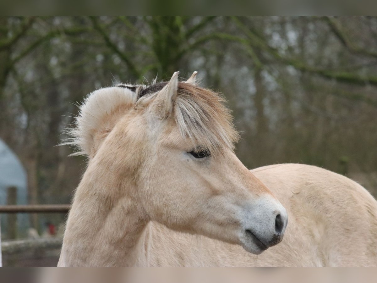 Chevaux fjord Hongre 2 Ans 147 cm Isabelle in Alt Duvenstedt