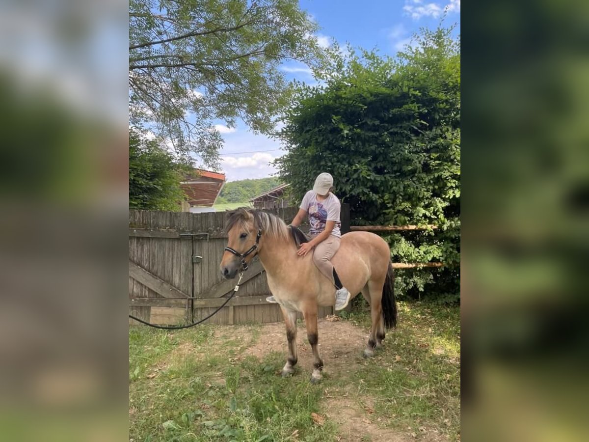 Chevaux fjord Hongre 3 Ans 145 cm Isabelle in Wellheim