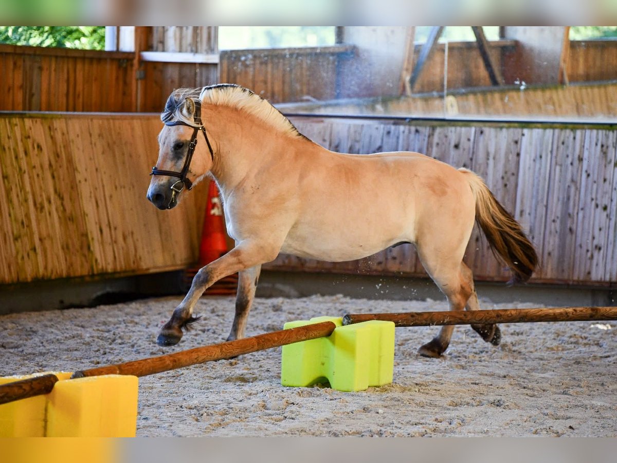 Chevaux fjord Hongre 3 Ans 148 cm Isabelle in Thiers