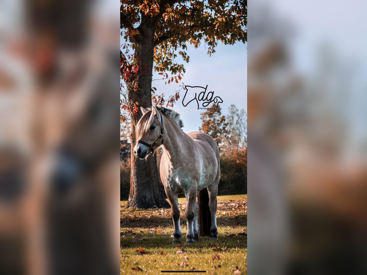 Chevaux fjord Hongre 6 Ans 145 cm in Tilburg