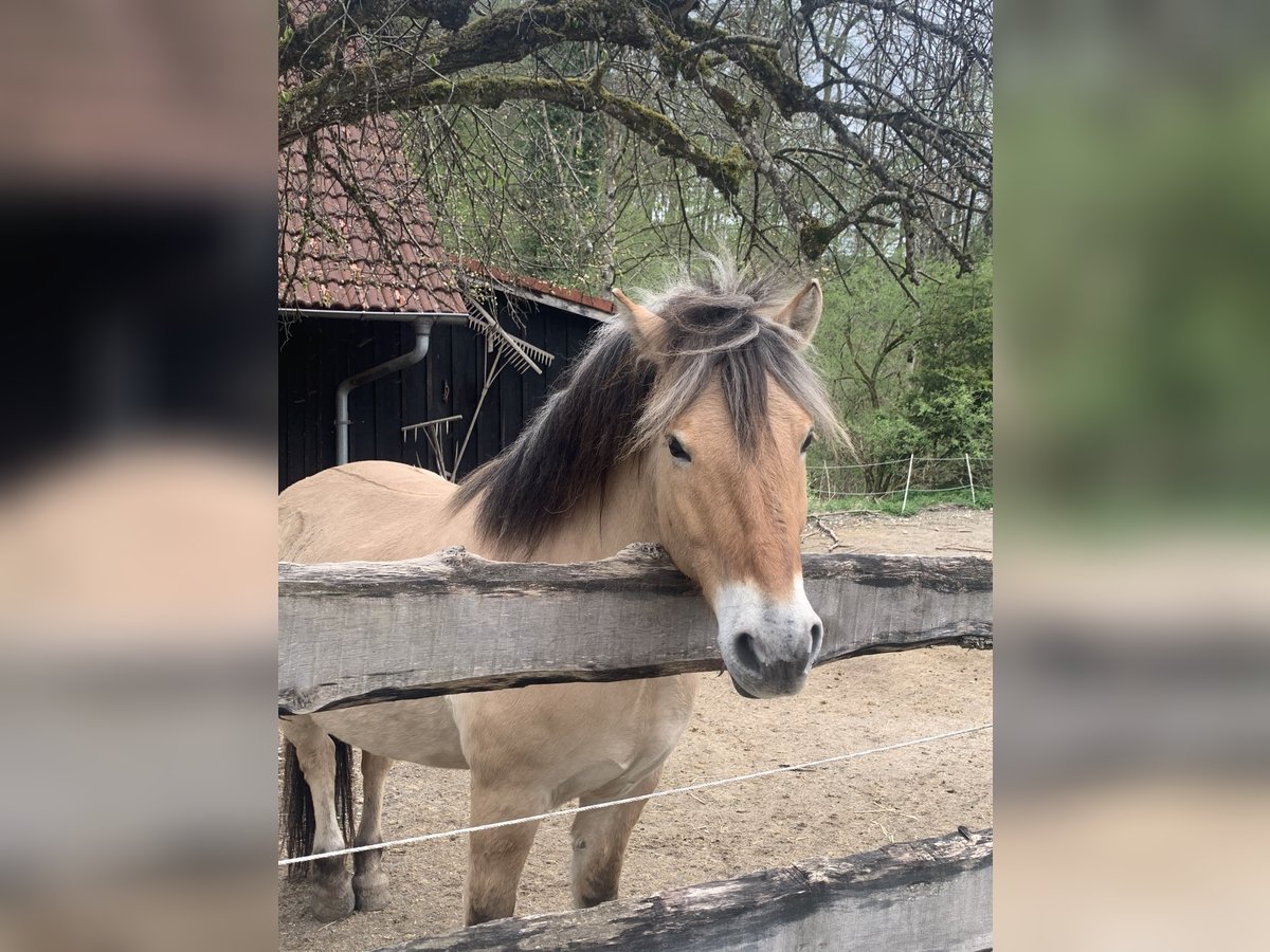 Chevaux fjord Hongre 8 Ans 145 cm Isabelle in Bad Waldsee