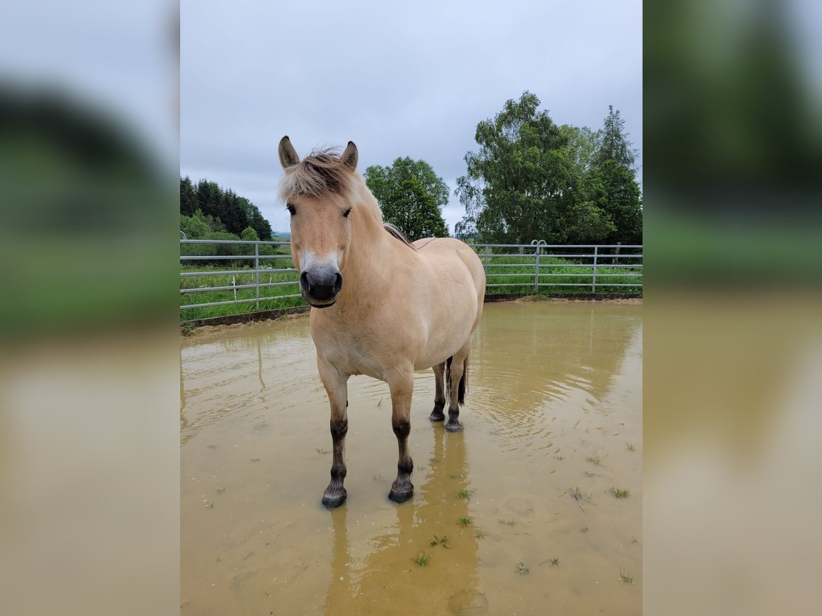 Chevaux fjord Hongre 8 Ans 146 cm Isabelle in Nisterberg