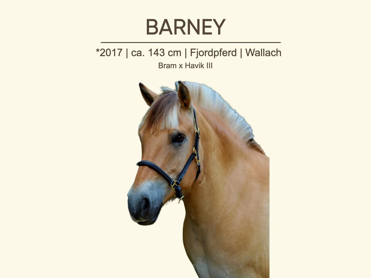Chevaux fjord Hongre 8 Ans 147 cm Isabelle in Elsbach