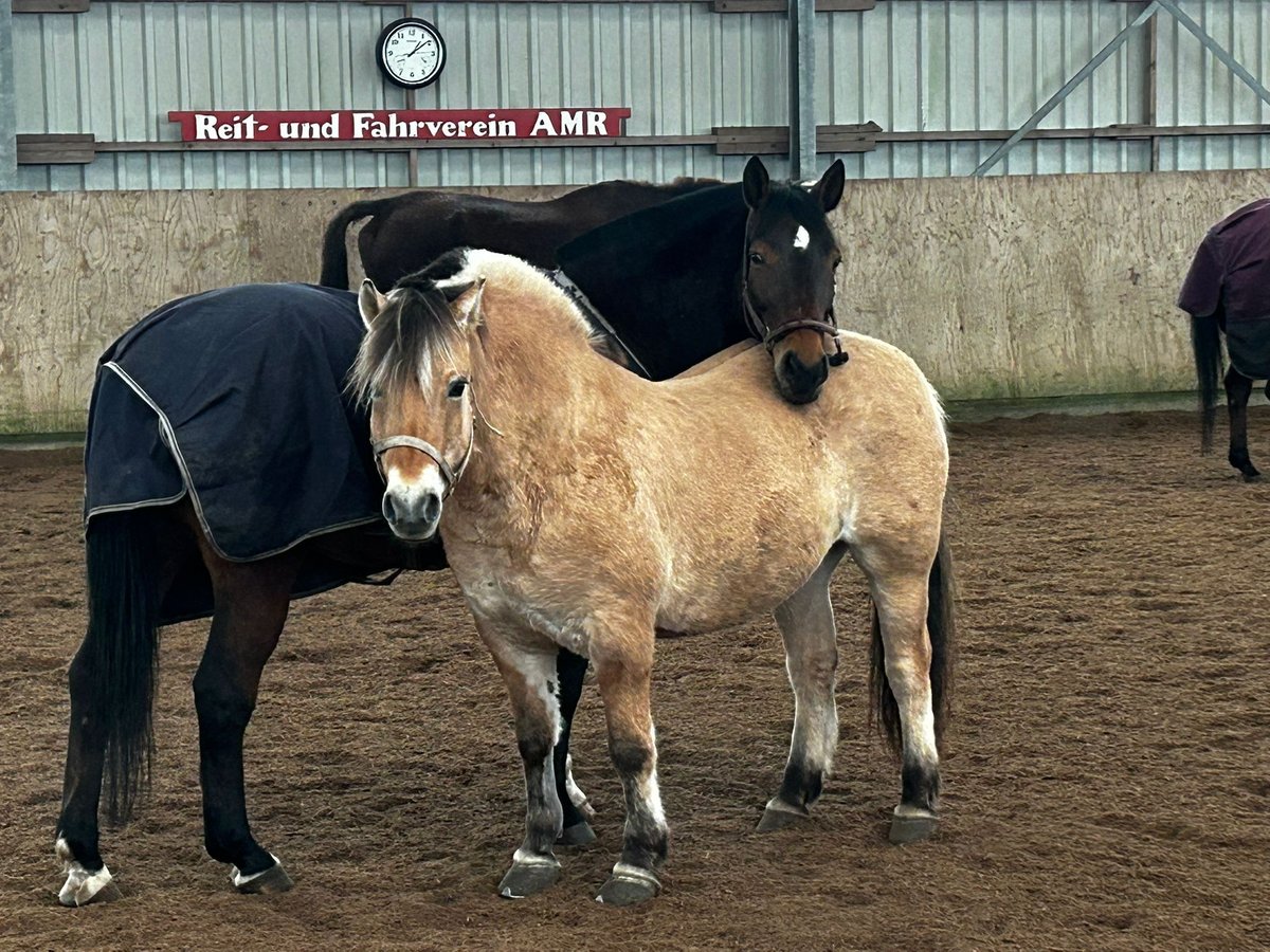 Chevaux fjord Hongre 8 Ans 151 cm Isabelle in Hamburg Allermöhe