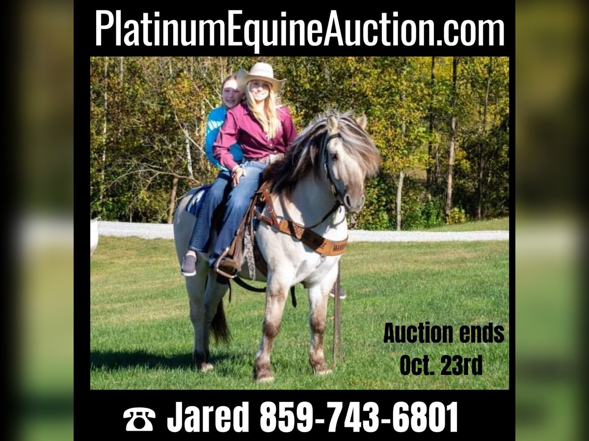 Chevaux fjord Hongre 9 Ans 142 cm Buckskin in Ghent, KY