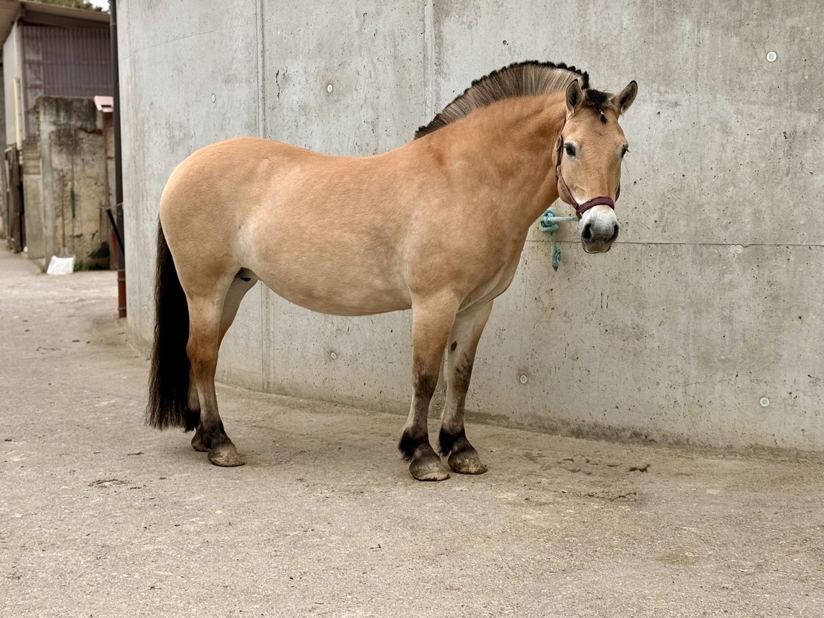 Chevaux fjord Jument 10 Ans 151 cm Isabelle in Heimsheim