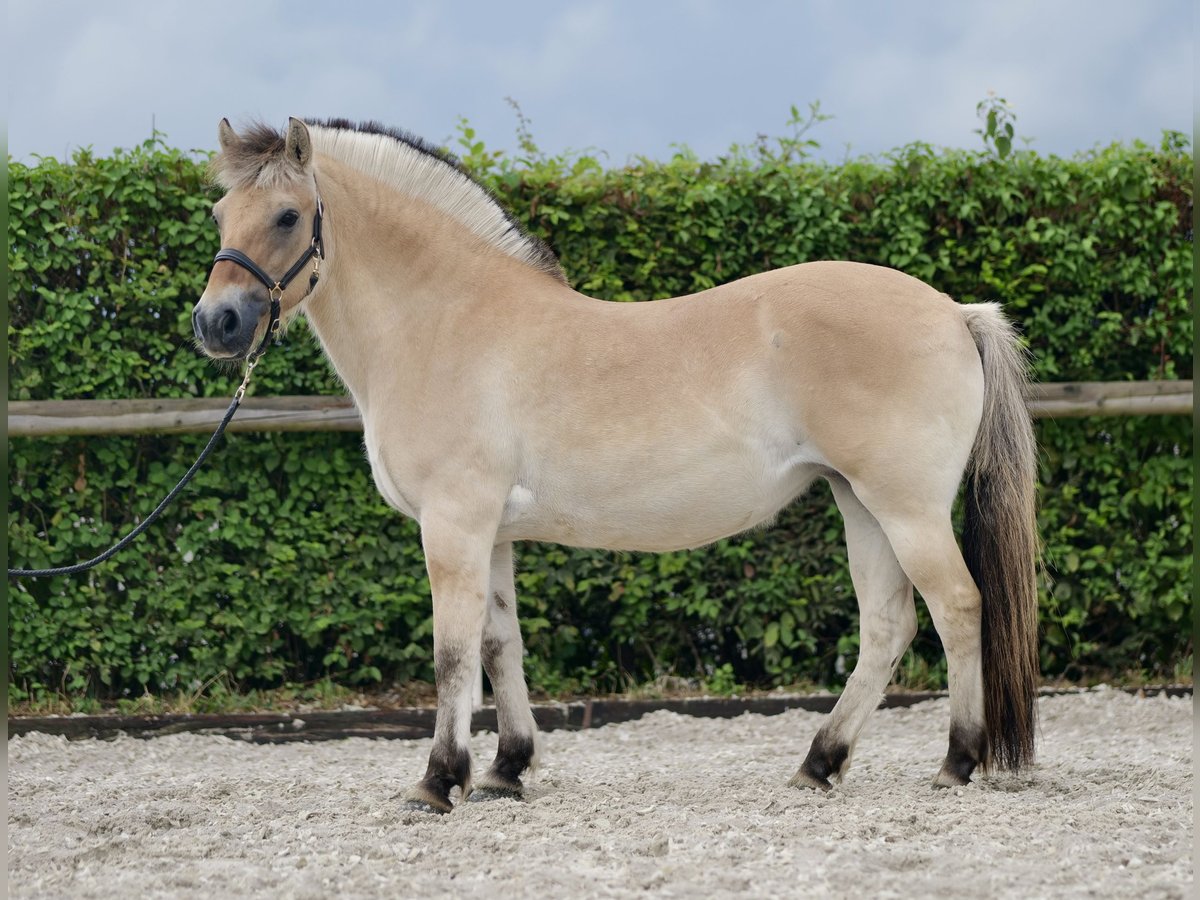 Chevaux fjord Jument 11 Ans 135 cm Buckskin in Neustadt (Wied)