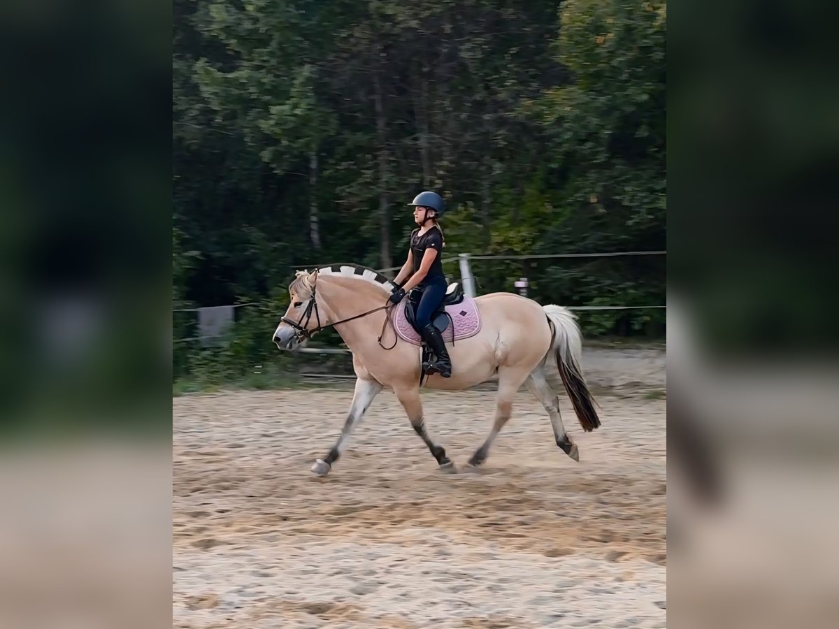 Chevaux fjord Jument 13 Ans 142 cm Alezan dun in &#x141;apalice