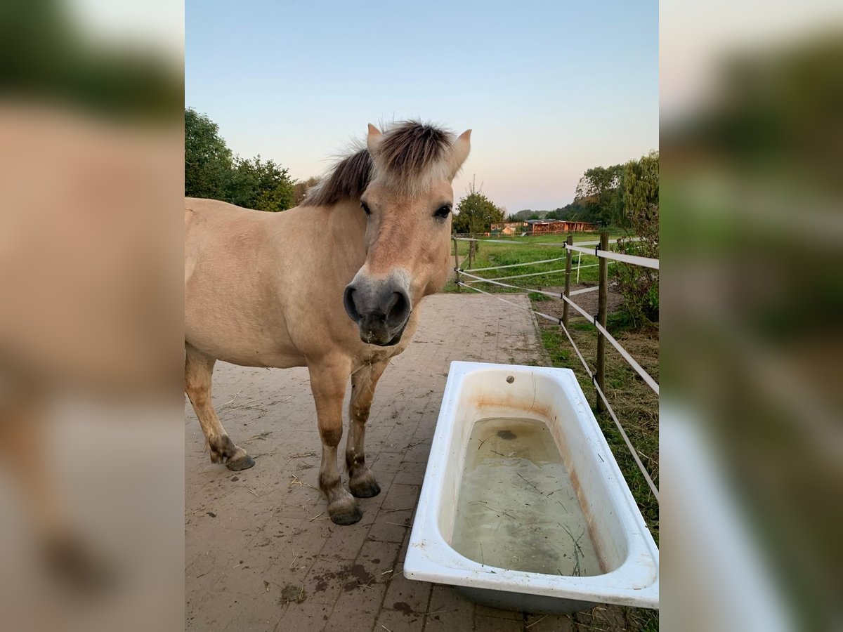 Chevaux fjord Jument 13 Ans 146 cm Isabelle in Jork