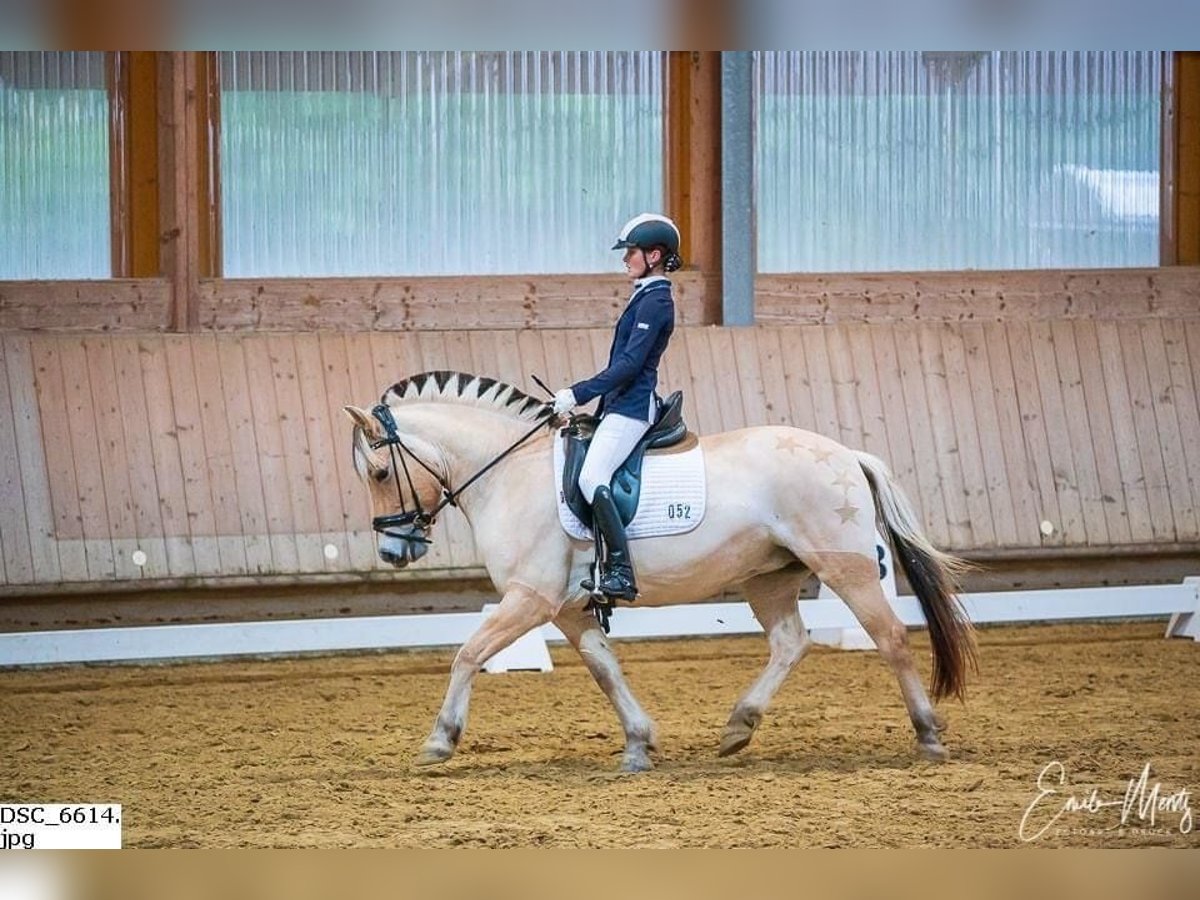 Chevaux fjord Jument 14 Ans 142 cm in Stockem