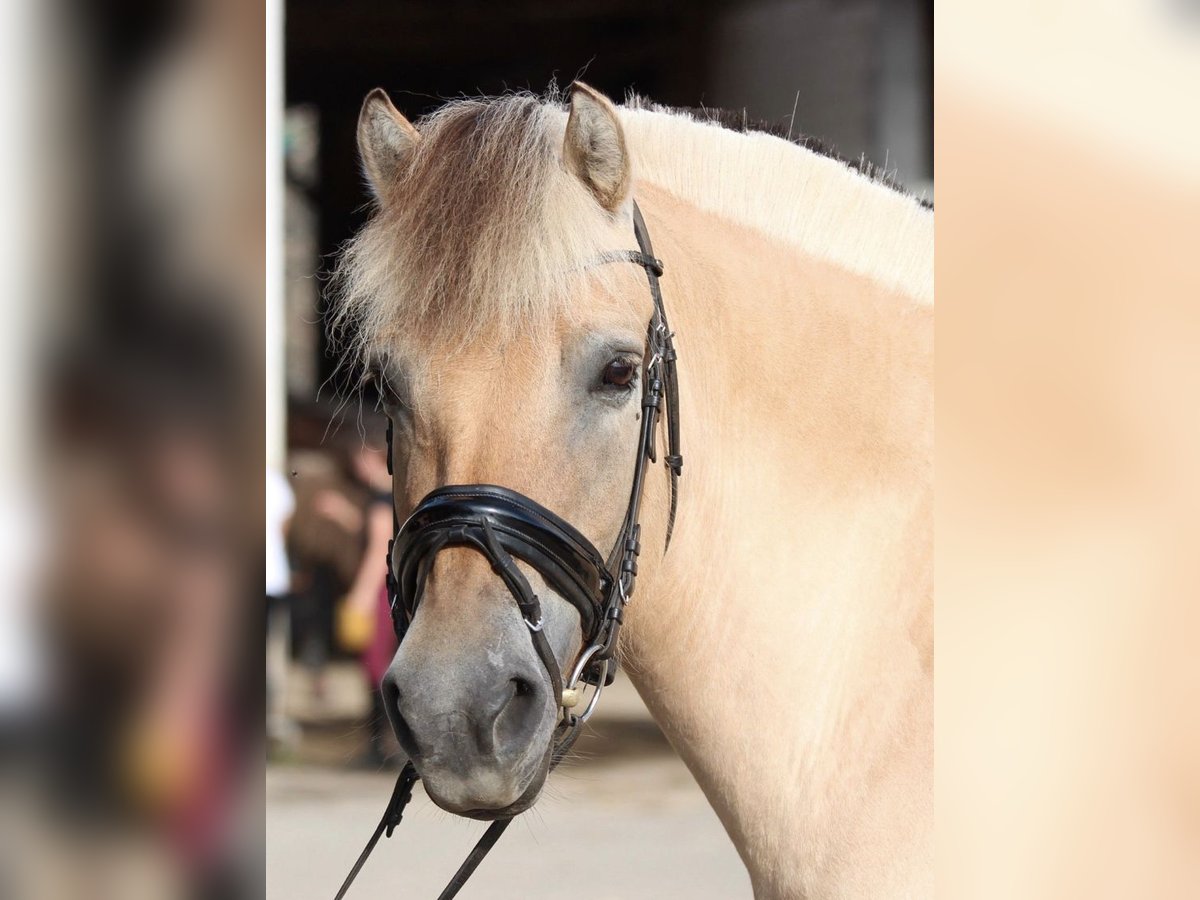 Chevaux fjord Jument 15 Ans 149 cm Isabelle in Quirnheim