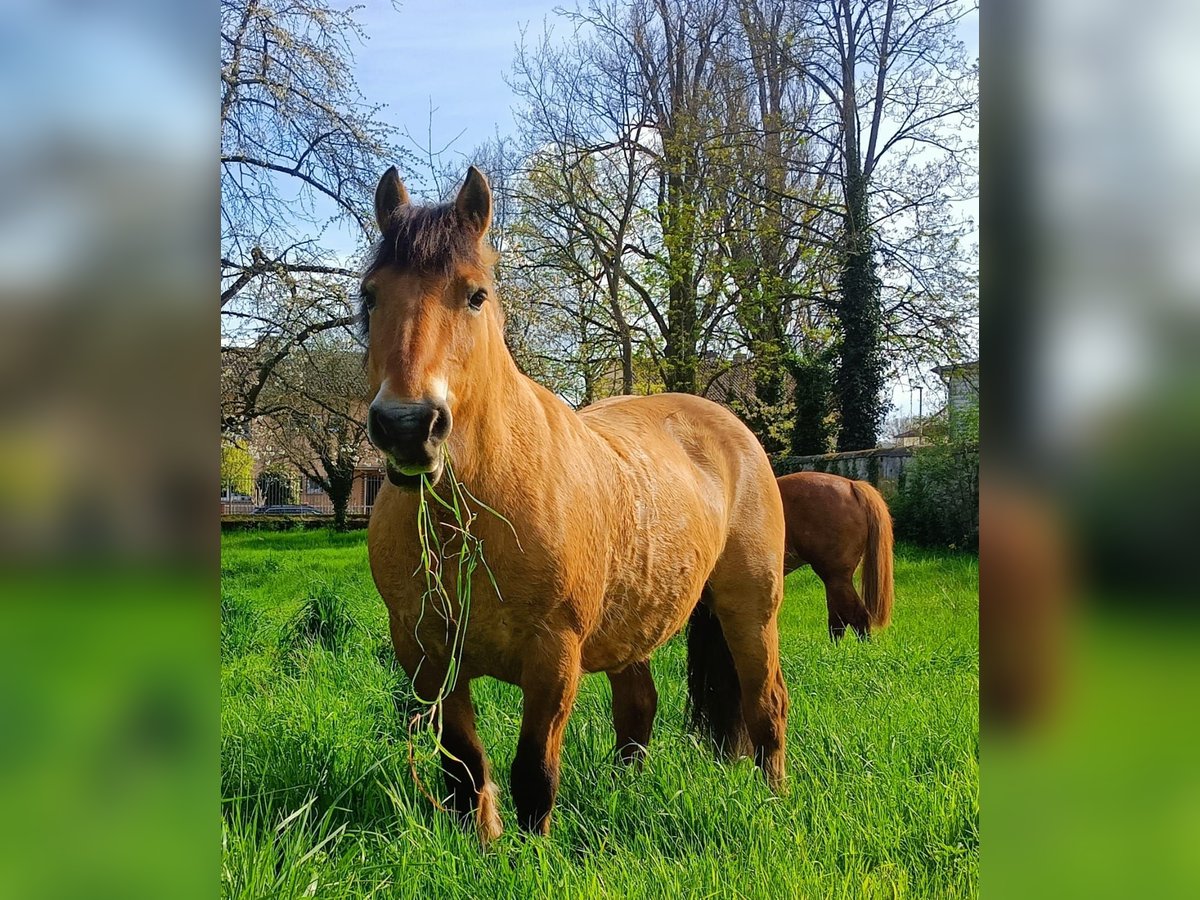 Chevaux fjord Jument 16 Ans Isabelle in Kiedrich