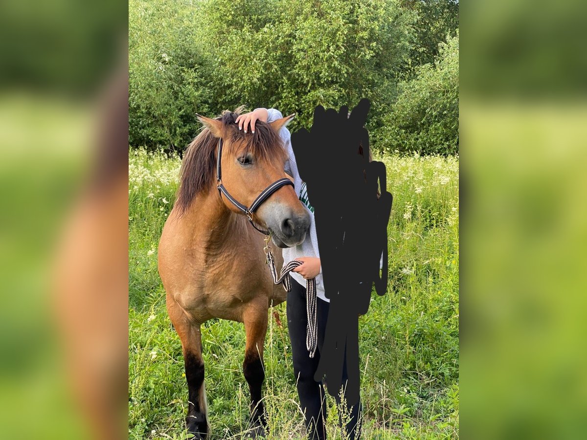 Chevaux fjord Jument 17 Ans 162 cm Isabelle in Kiedrich