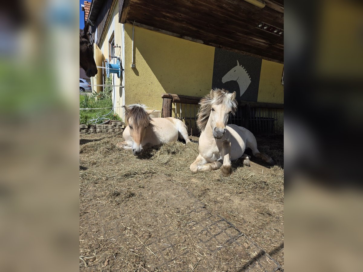Chevaux fjord Jument 1 Année 145 cm Isabelle in Edelsbach bei Eggersdorf