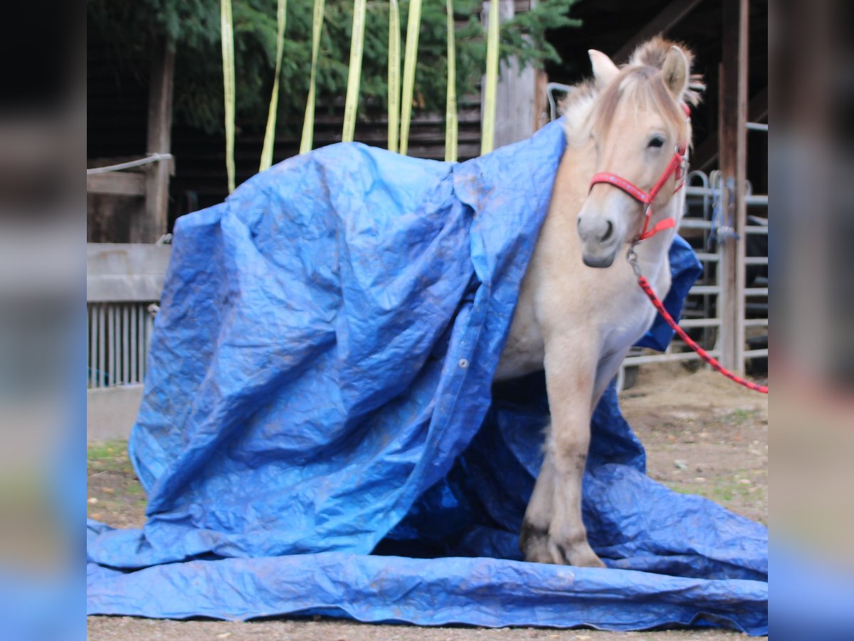 Chevaux fjord Jument 1 Année 150 cm Isabelle in MiehlenGemmerich