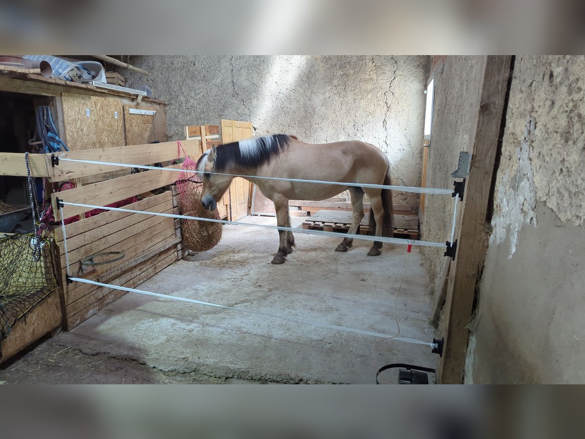 Chevaux fjord Jument 23 Ans 145 cm in Forheim