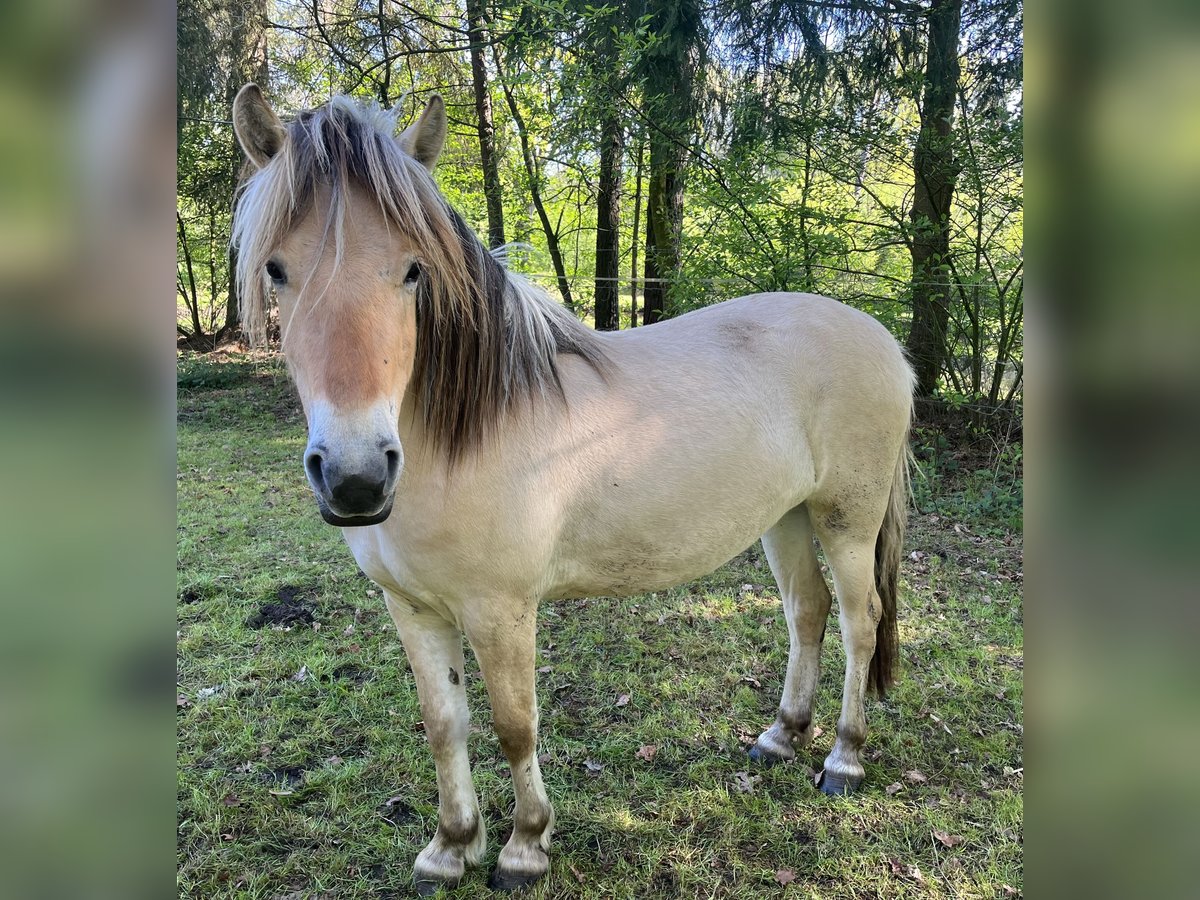Chevaux fjord Jument 3 Ans 132 cm Isabelle in Emsbüren
