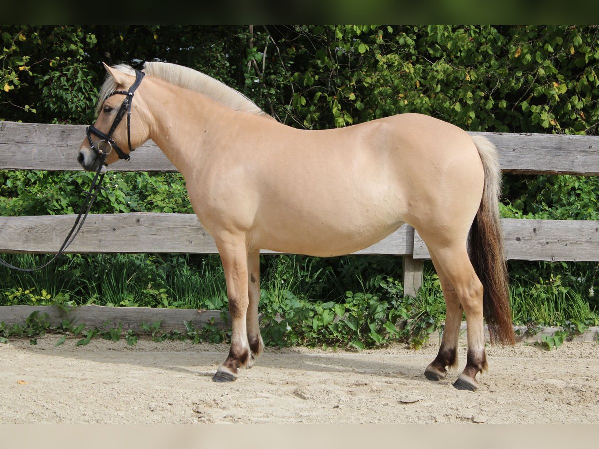 Chevaux fjord Jument 3 Ans 143 cm Isabelle in Lautertal