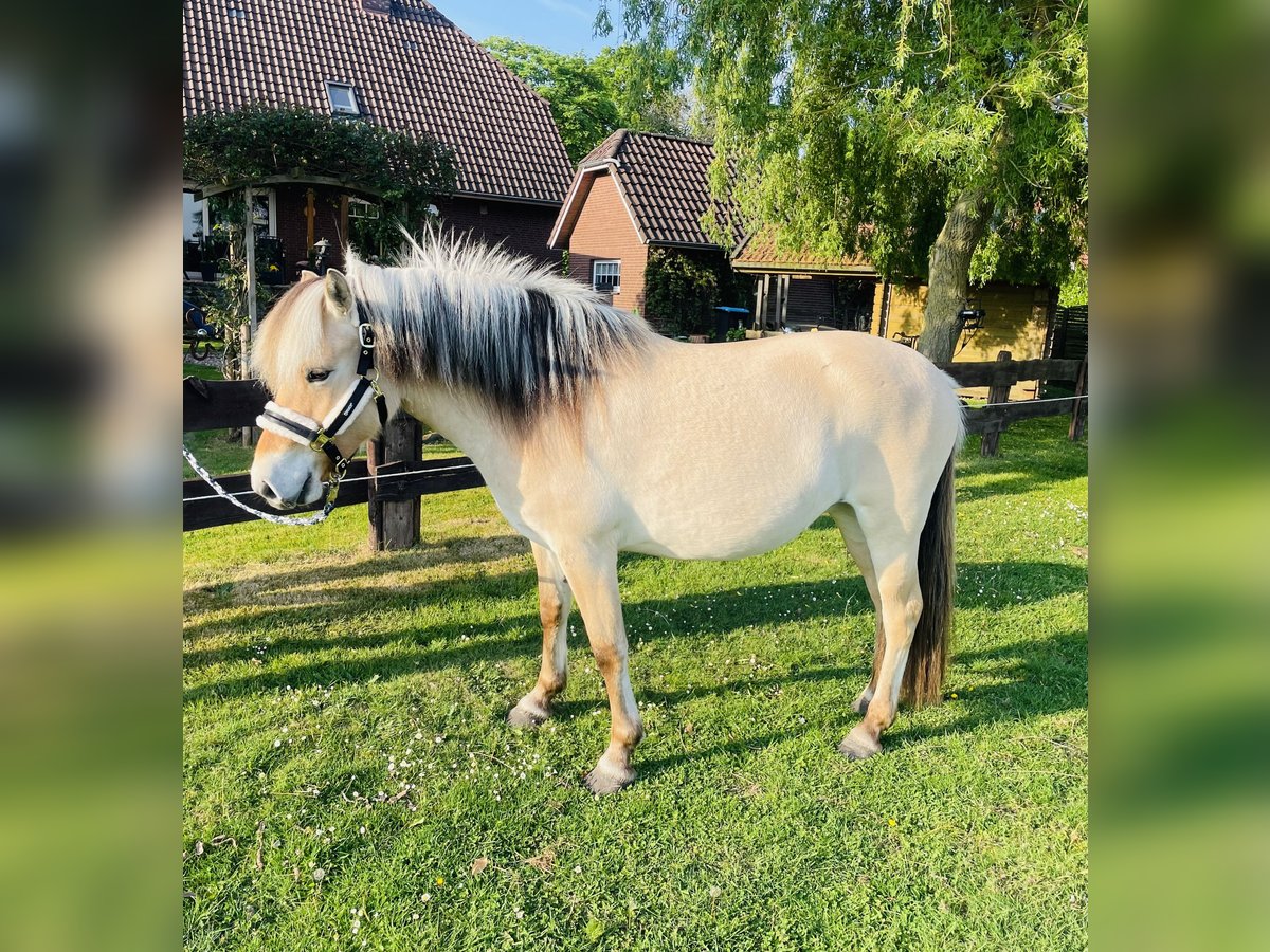 Chevaux fjord Jument 3 Ans 145 cm Isabelle in Ostrhauderfehn