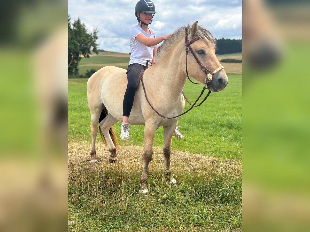 Chevaux fjord Jument 3 Ans 147 cm Isabelle in Bad M&#xFC;nstereifel