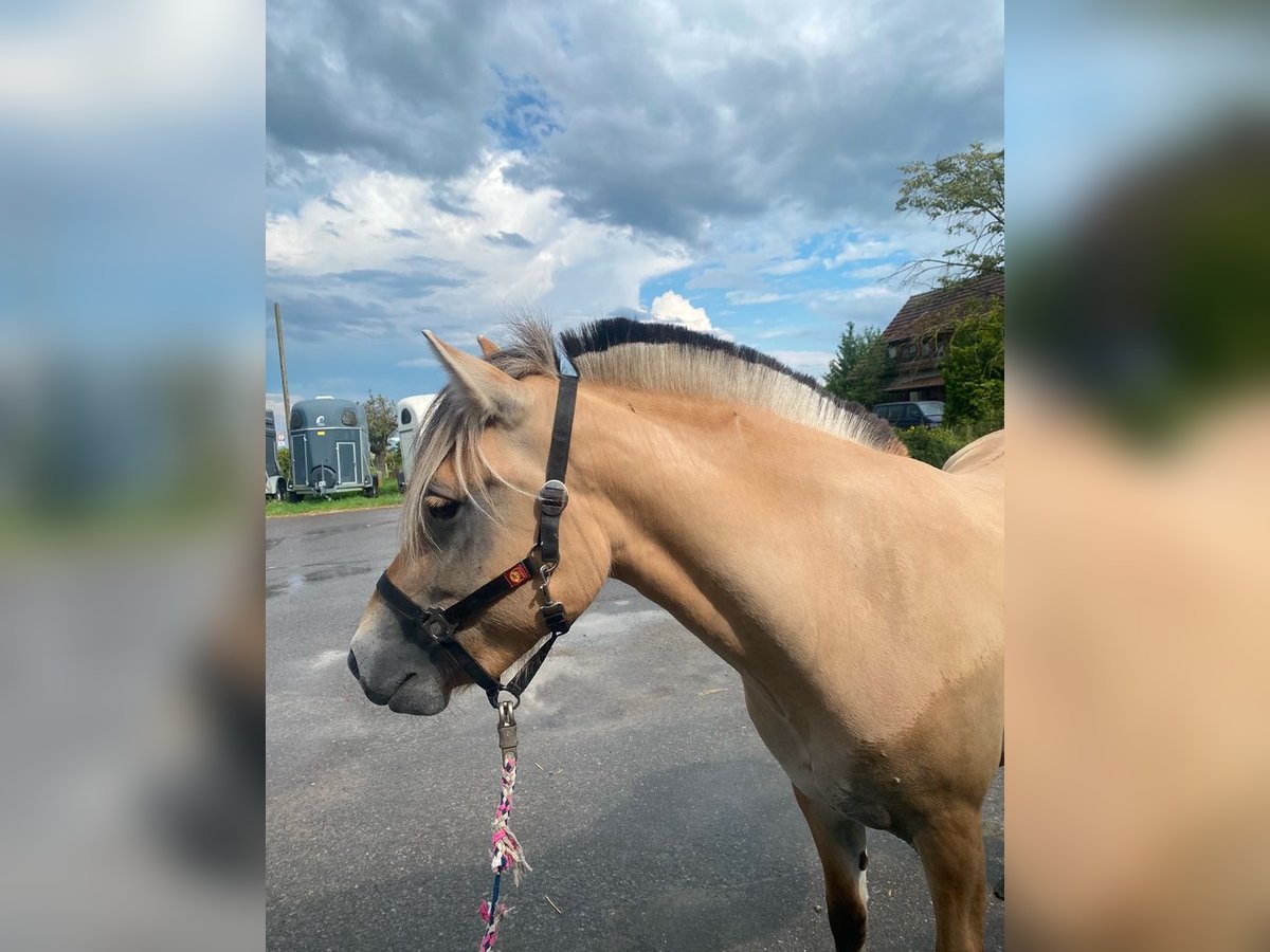 Chevaux fjord Jument 4 Ans 140 cm Bai clair in Rutesheim