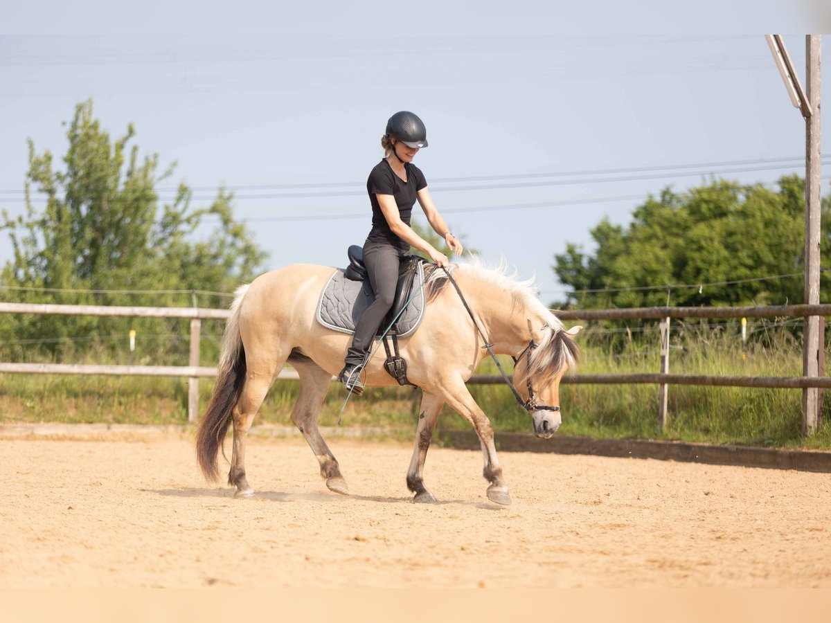 Chevaux fjord Jument 4 Ans 144 cm Isabelle in Kissing