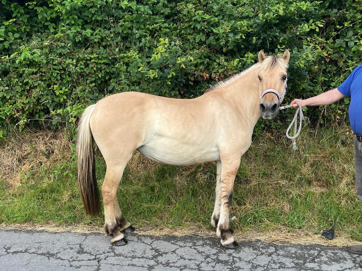 Chevaux fjord Jument 4 Ans 145 cm Isabelle in Morsbach