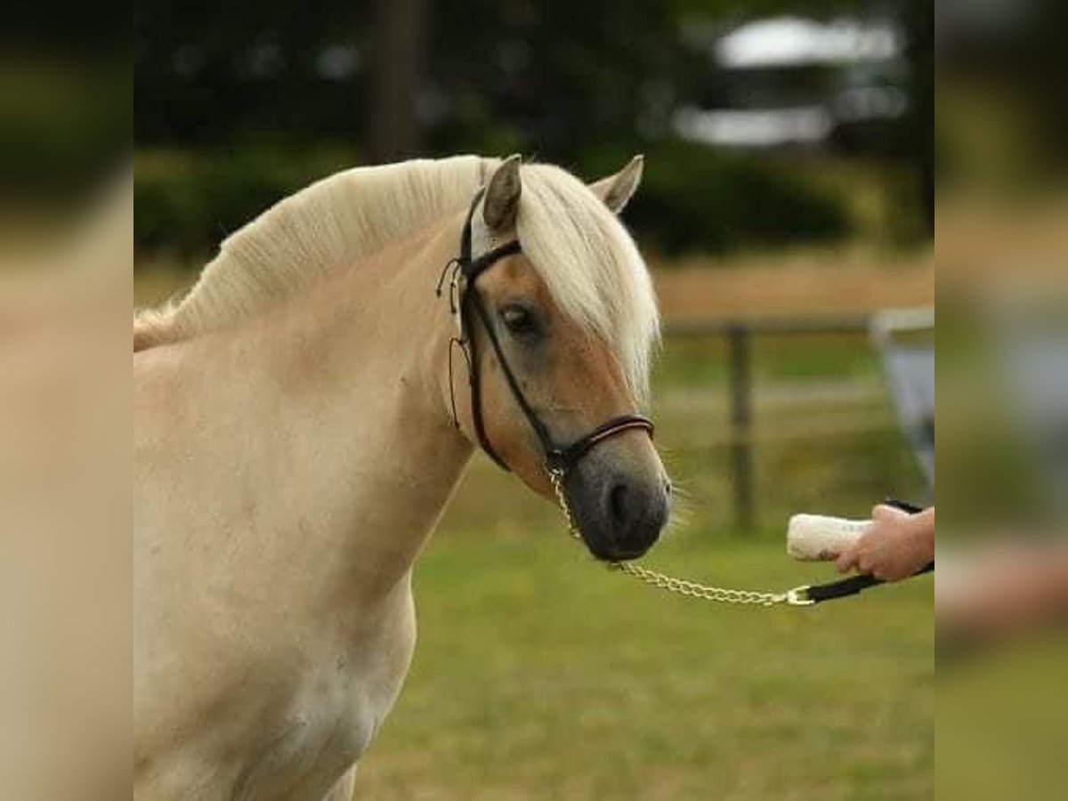 Chevaux fjord Jument 7 Ans 140 cm Bai cerise in Hijken