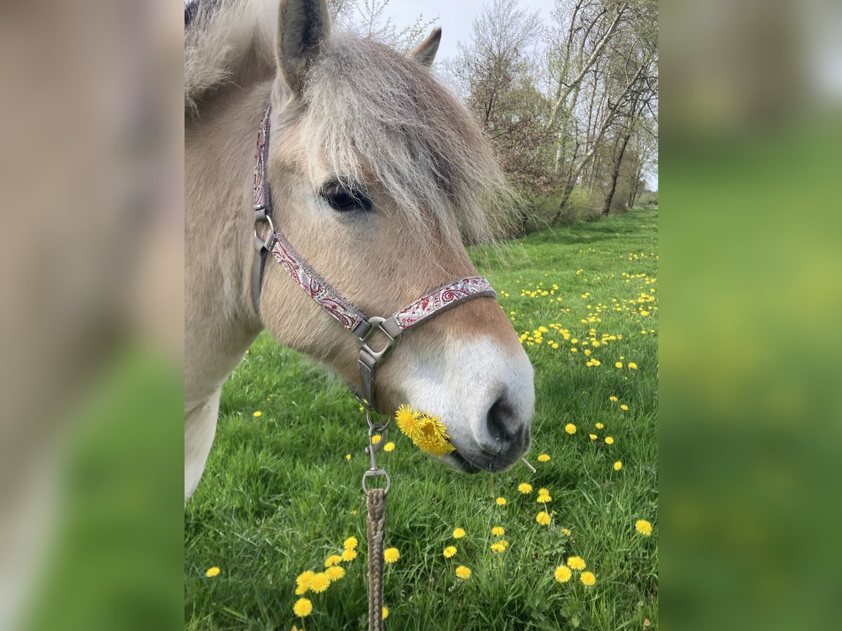 Chevaux fjord Jument 8 Ans 143 cm Isabelle in Langwedel