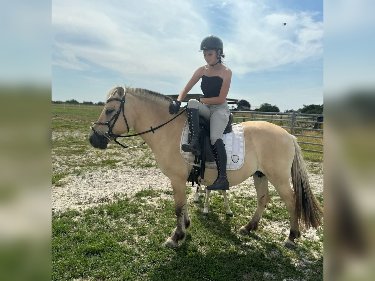 Chevaux fjord Jument 9 Ans 146 cm in M&#xF6;nchengladbach