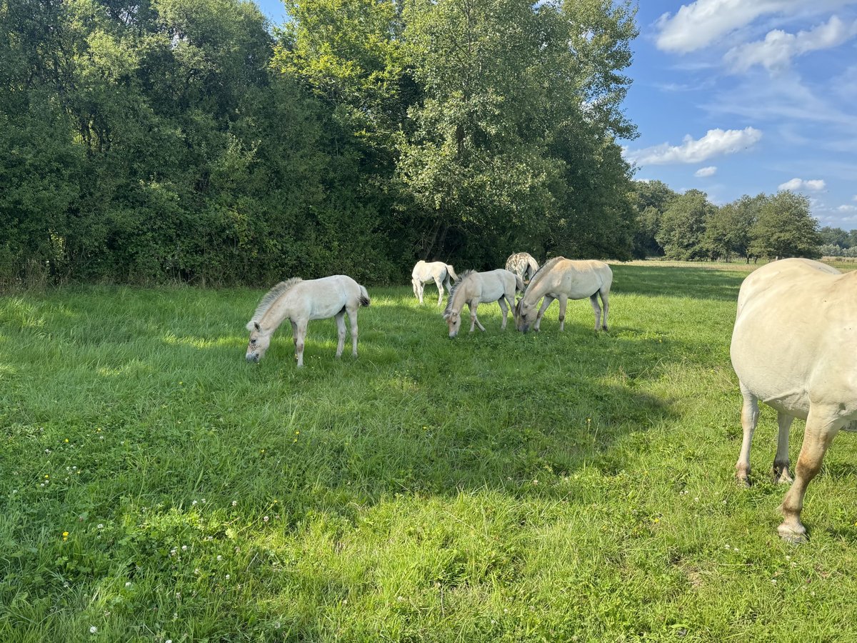 Chevaux fjord Jument Poulain (05/2024) 147 cm Isabelle in Reichshoffen