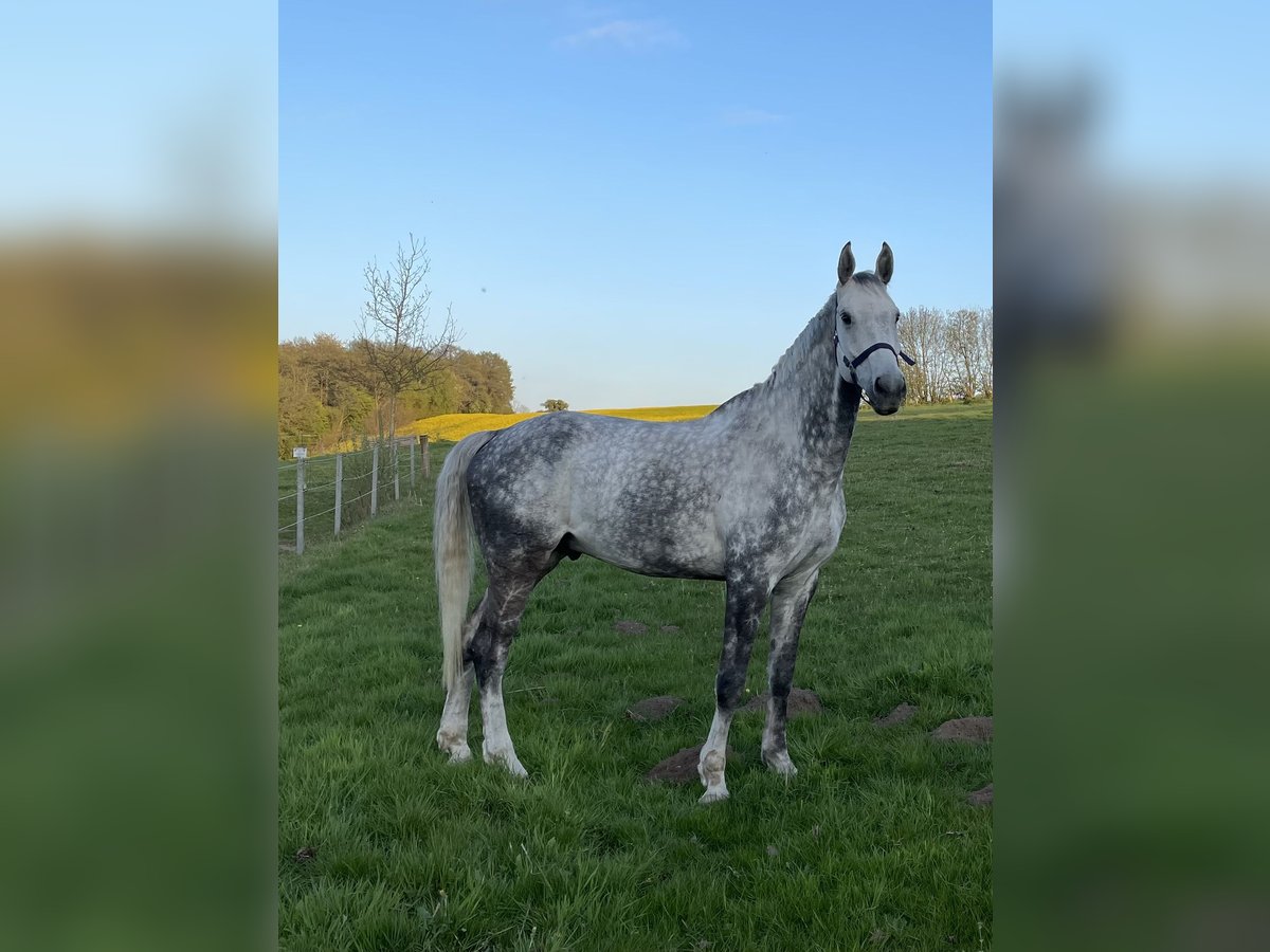 Classic Pony / Pony Classico Castrone 12 Anni 172 cm Grigio pezzato in PostfeldPreetz