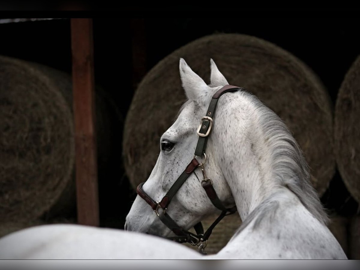 Classic Pony / Pony Classico Castrone 17 Anni 168 cm Grigio in BerlinBerlin