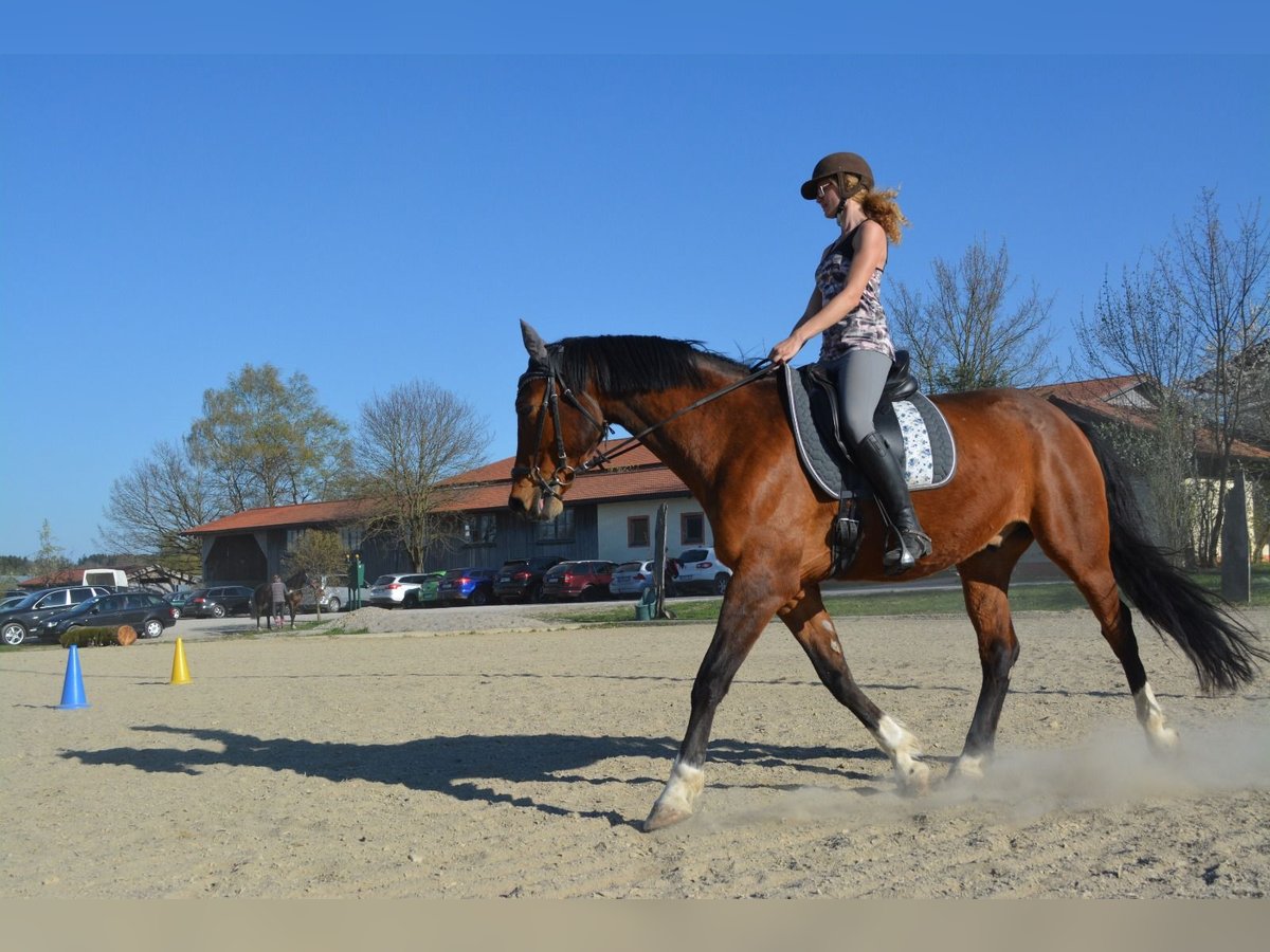 Classic Pony / Pony Classico Castrone 17 Anni 170 cm Baio ciliegia in Eggstätt