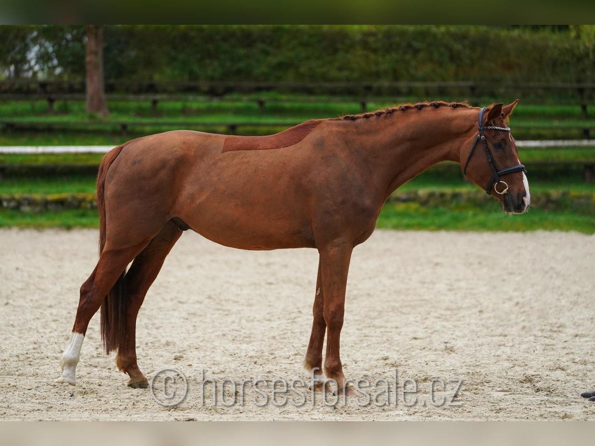 Classic Pony / Pony Classico Castrone 4 Anni 164 cm Sauro in Marienbad