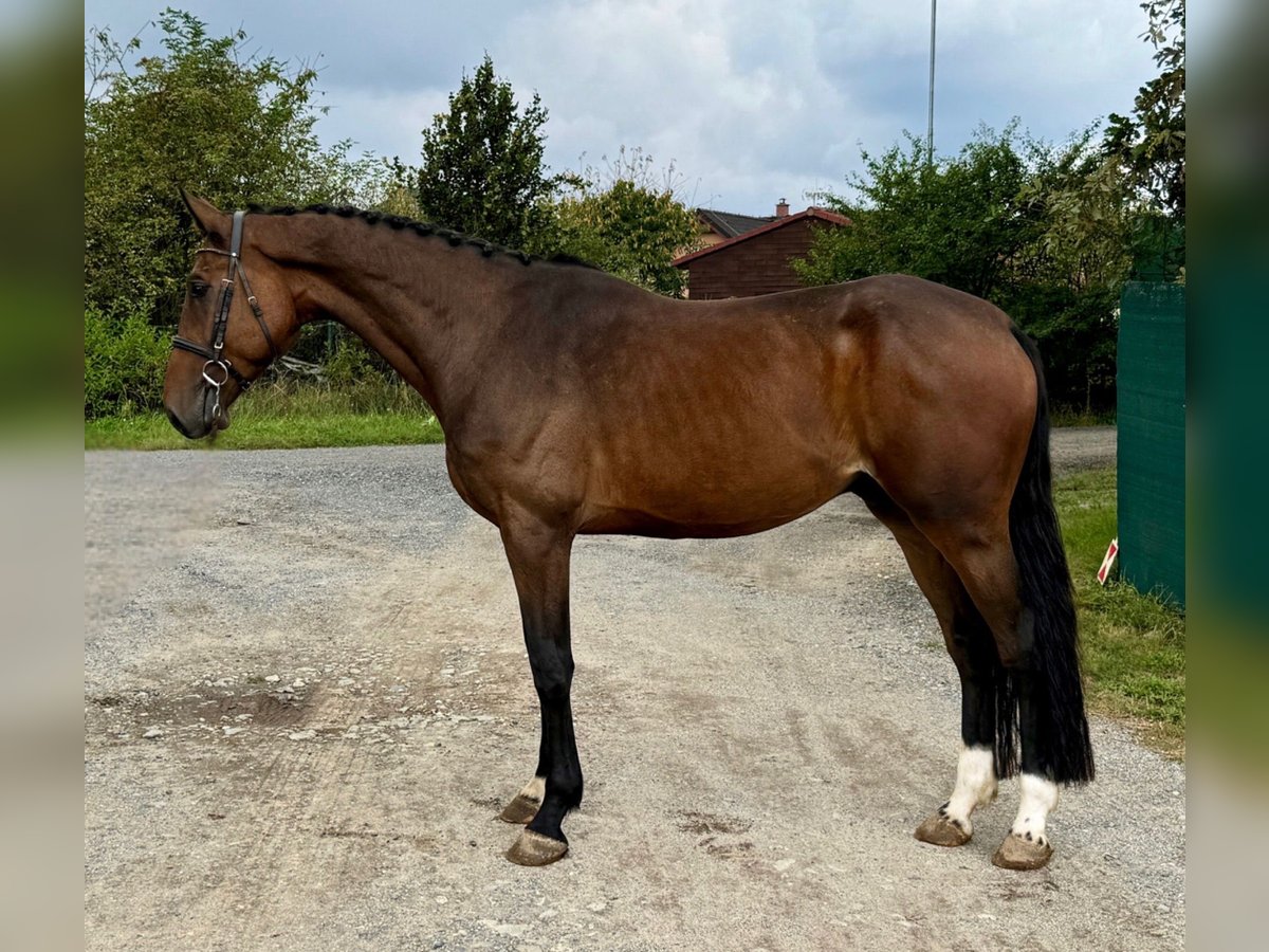 Classic Pony / Pony Classico Castrone 4 Anni 168 cm Baio ciliegia in Mladá Boleslav