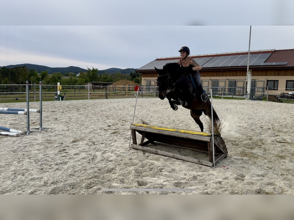 Classic Pony / Pony Classico Castrone 6 Anni 162 cm Baio scuro in Stadl-Ufer