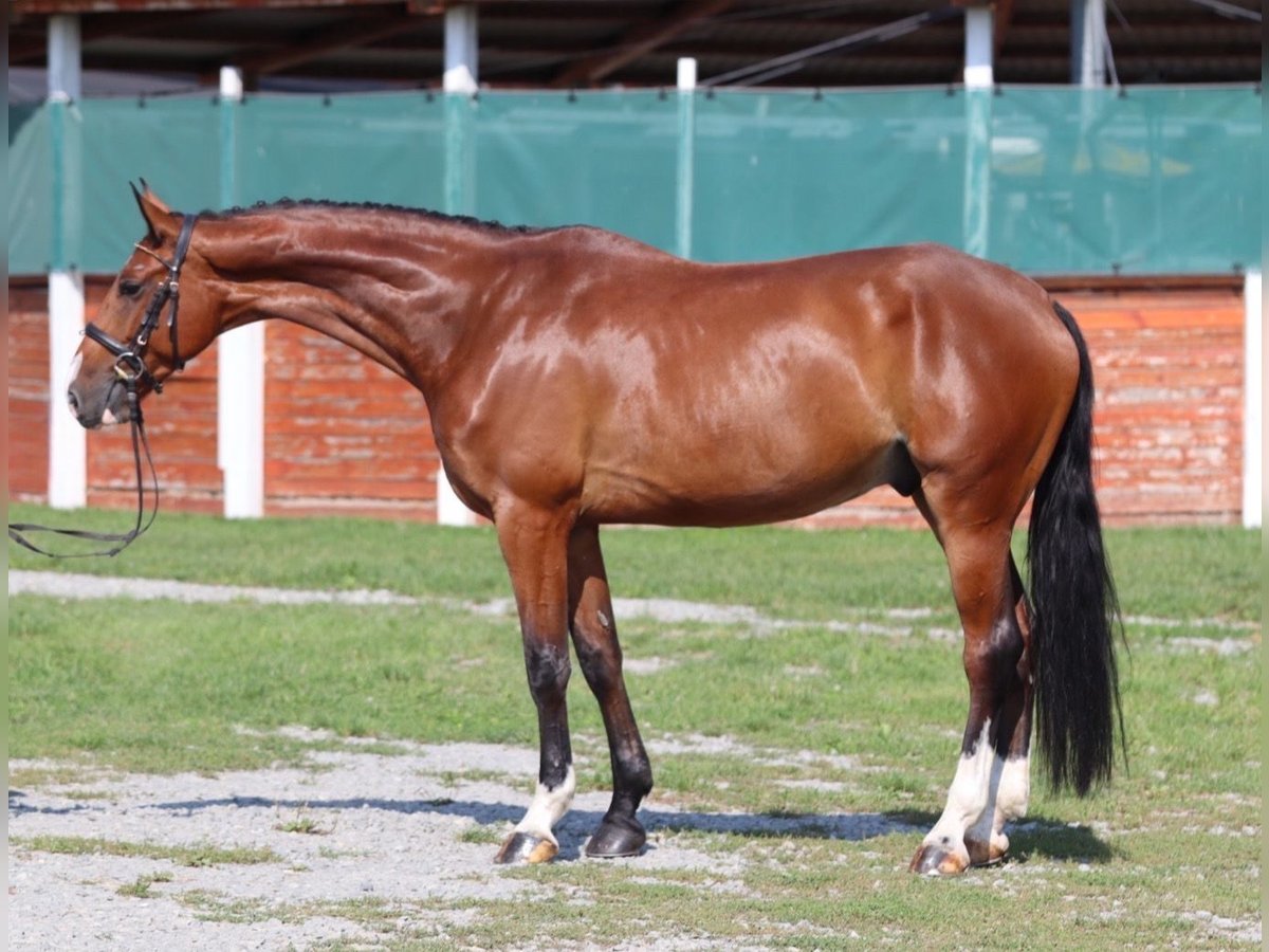 Classic Pony / Pony Classico Castrone 7 Anni 170 cm Baio ciliegia in Mladá Boleslav