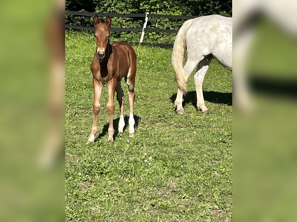 Classic Pony / Pony Classico Castrone Puledri
 (05/2024) 168 cm Baio roano in Novy Jicin