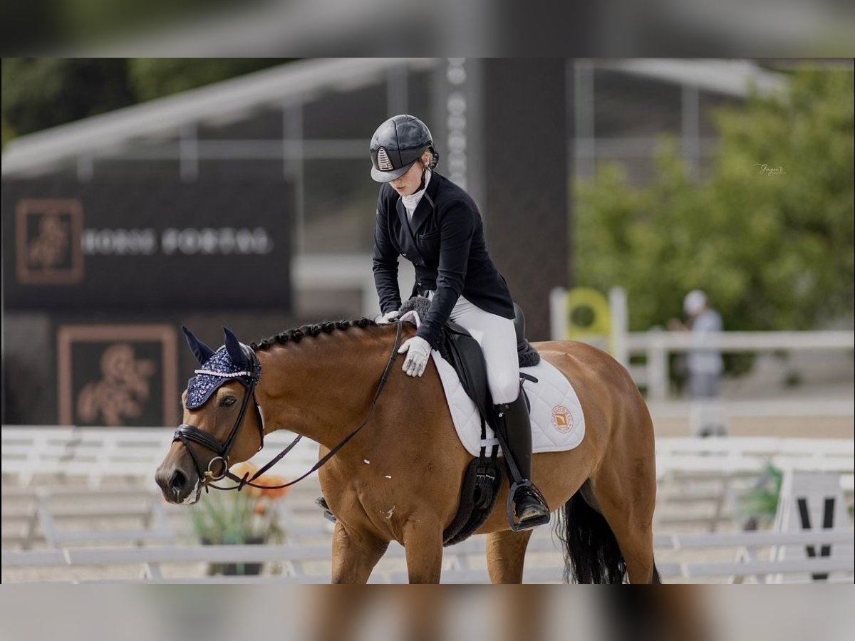 Classic Pony / Pony Classico Giumenta 10 Anni 168 cm Baio ciliegia in PRAGUE