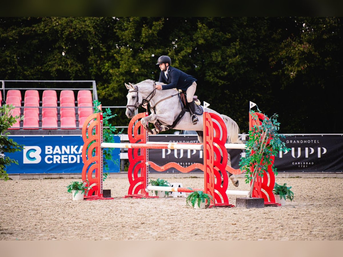 Classic Pony / Pony Classico Giumenta 12 Anni 168 cm Grigio in Mladá Boleslav