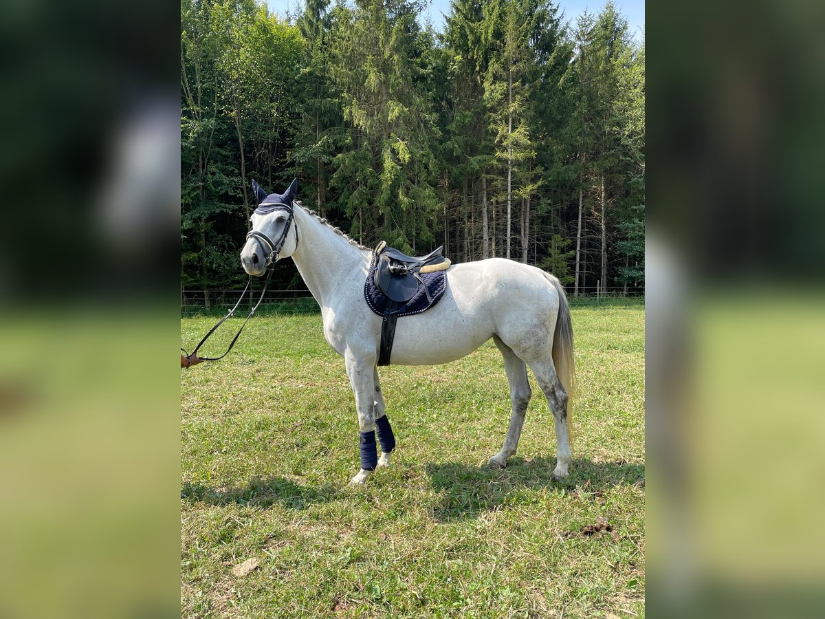 Classic Pony / Pony Classico Giumenta 12 Anni 174 cm Grigio in Gersdorf an der Feistritz