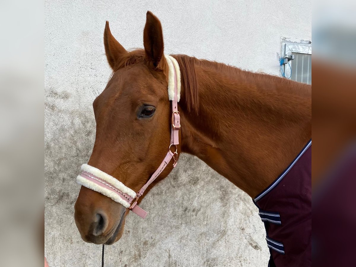 Classic Pony / Pony Classico Giumenta 16 Anni 172 cm Sauro in Oberursel