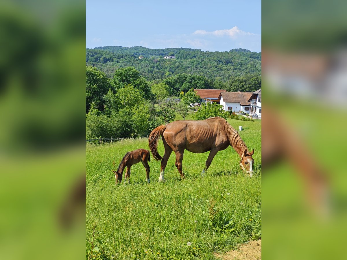 Classic Pony / Pony Classico Giumenta 18 Anni 171 cm Sauro in Mittergoggitsch